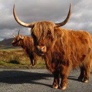 Highland cattle, Isle of Skye