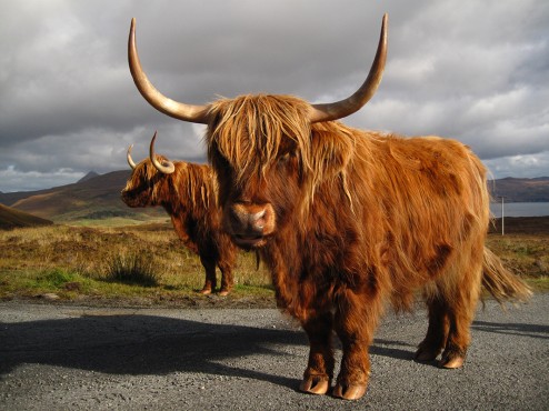 Highland cattle, Isle of Skye