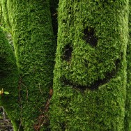 Glencoe forest, Scotland